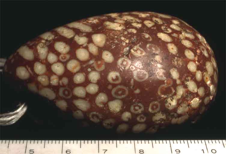 JE_fossilcoral.jpg (44.2 KB)
